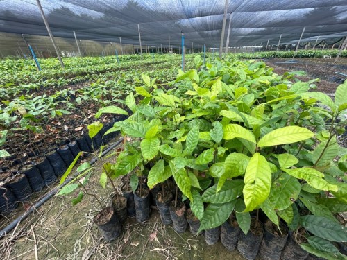 Porto Velho prepara entrega de mudas de cacau para agricultores familiares Foto: Jean Carla Costa