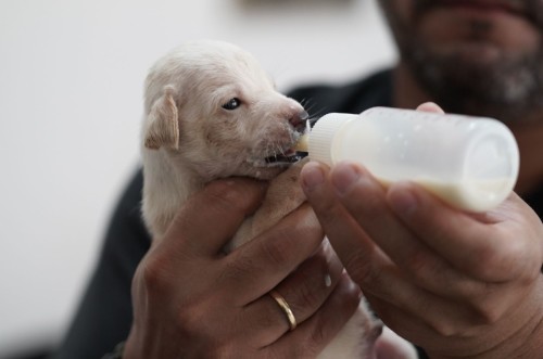 Feira de adoção animal acontece neste sábado (14)