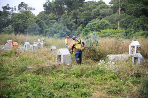 Cemitérios recebem mutirão de limpeza e cuidado em PVH
