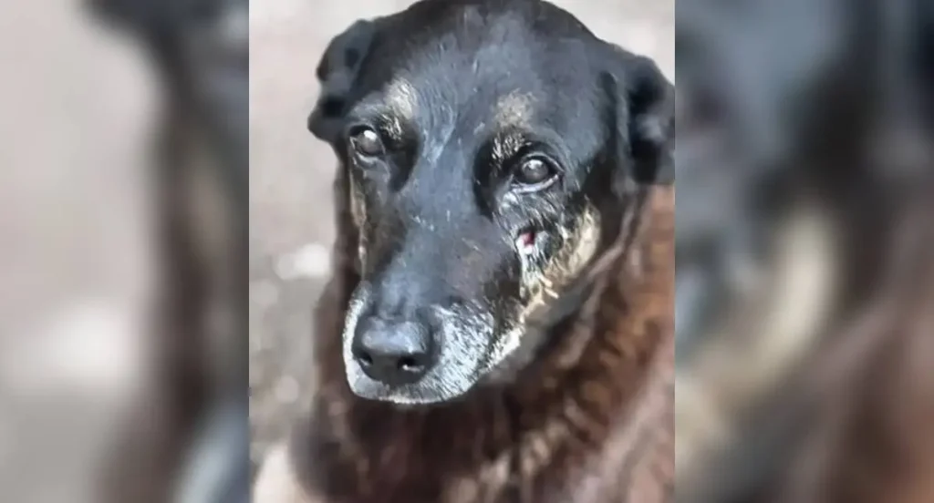 © Polícia Civil de Santa Catarina