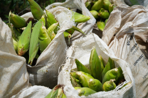 Cultivo do milho fortalece agricultura no Distrito de União Bandeirantes