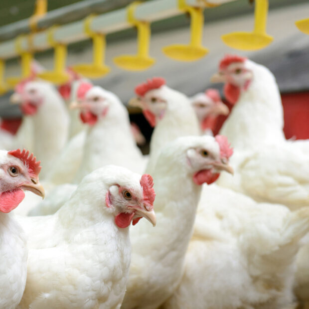 Ovos, frango e carne suína podem ficar mais caros com a guerra no Irã, diz setor