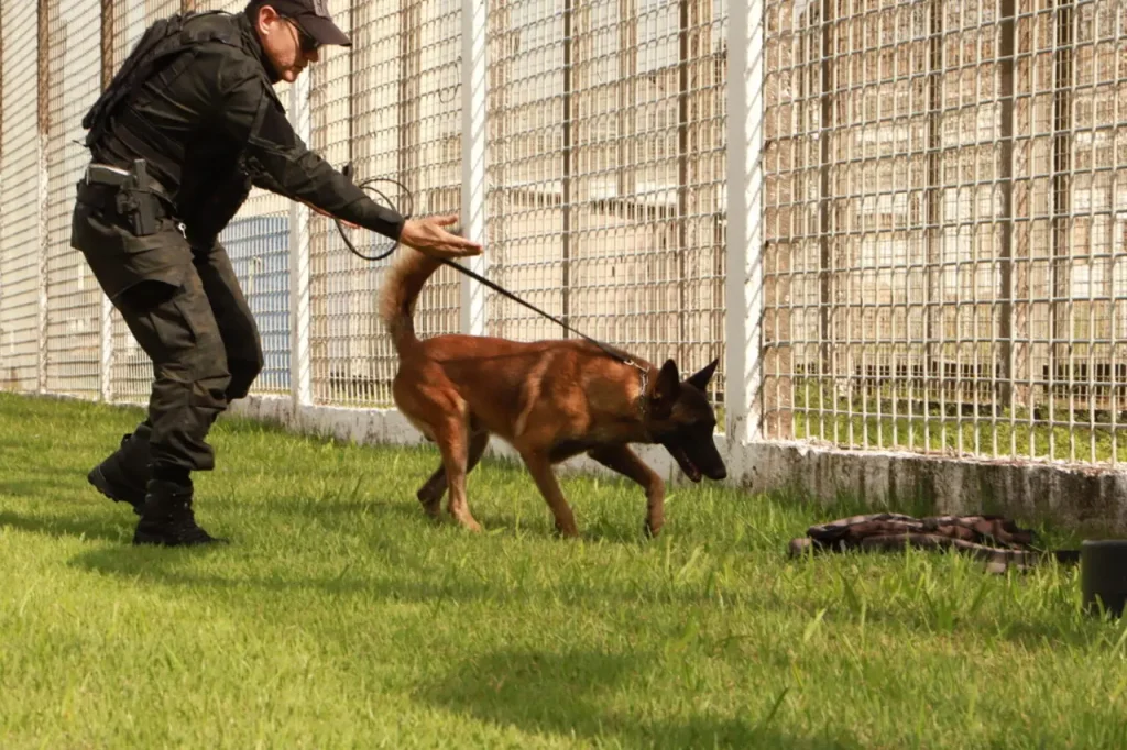Cães treinados do Grupo de Ações Penitenciárias fortalecem atuação na segurança prisional
