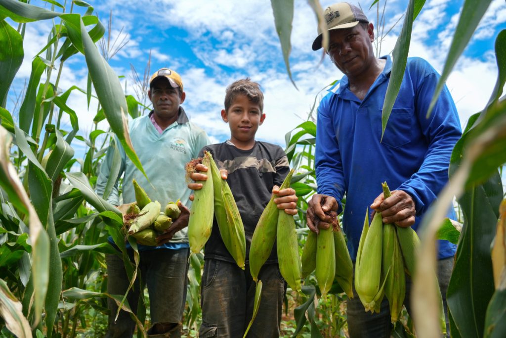 Milho e café fortalecem agricultura familiar e movimentam economia rural com apoio ao produtor