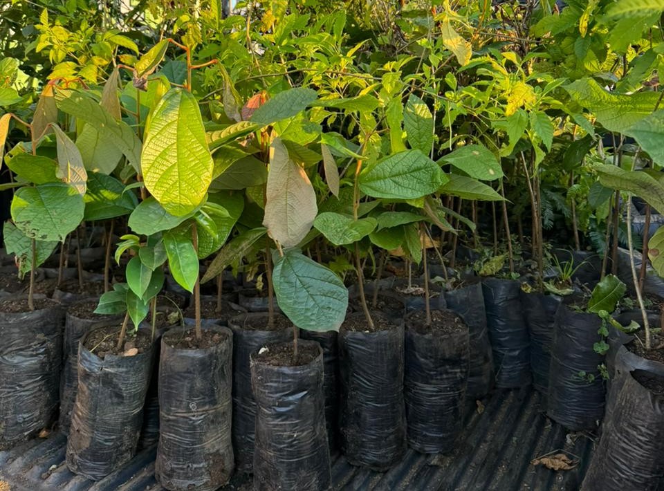 Semana do Meio Ambiente distribui mais de mil mudas à população