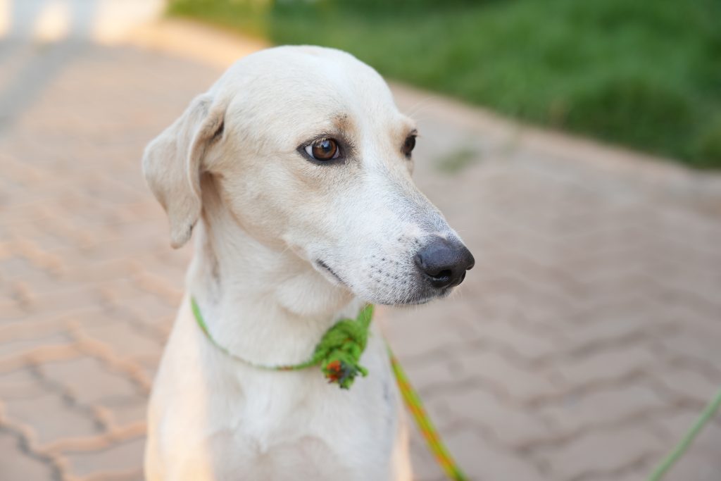 Cão que esperou tutor na porta de hospital é resgatado