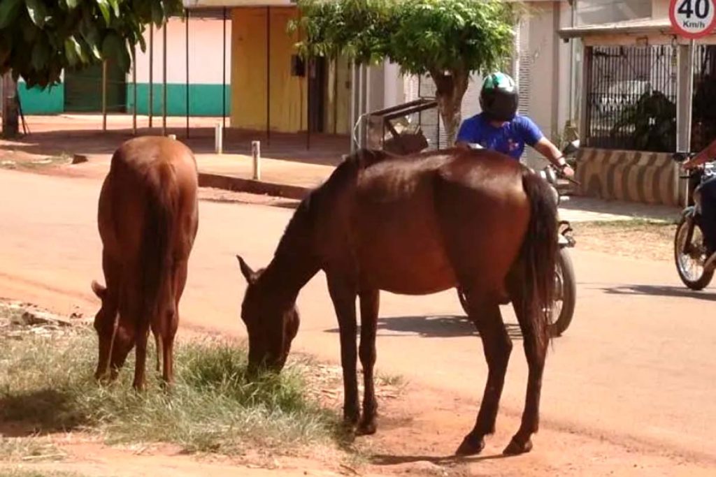 Cavalos são flagrados pastando em plena avenida Dr. Lewerger e expõem motorista a risco de acidentes
