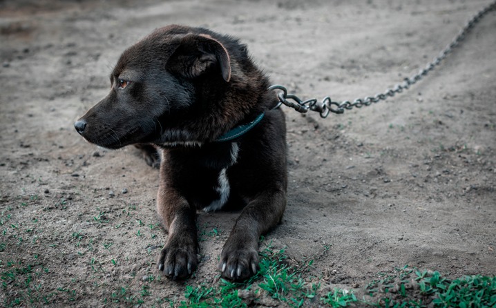 Prefeitura reforça canais de denúncia para maus-tratos e abandono de animais e alerta para penalidades