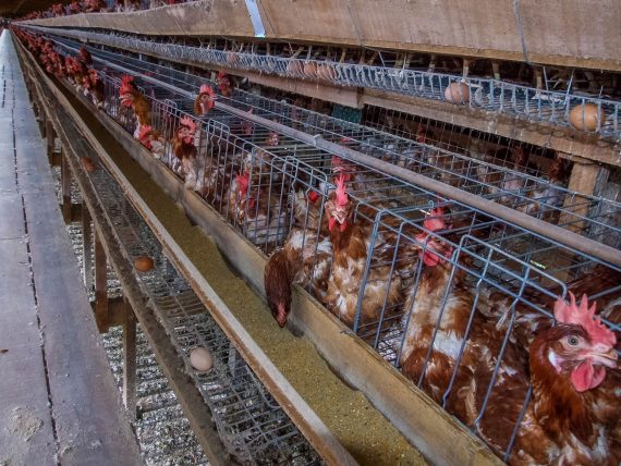 Medidas de biosseguridade alerta produtores para a prevenção da doença de Newcastle